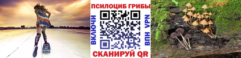 даркнет наркотические препараты  Макарьев  Галлюциногенные грибы Psilocybe 